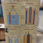 Different Types of Primary Cell Chart ( 43 by 28 Inches)