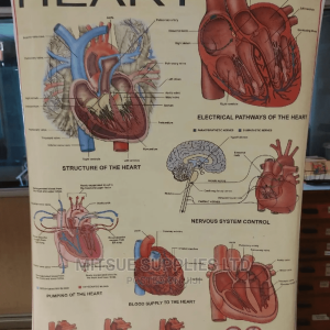 Chart of Human Physiology - Heart ( 43 by 28 Inches)
