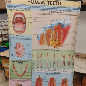 Chart of Detailed Human Teeth ( 43 by 28 Inch)
