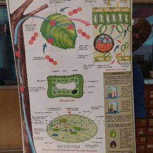 Chart of Photosynthesis in Detail ( 43 by 27 Inches )