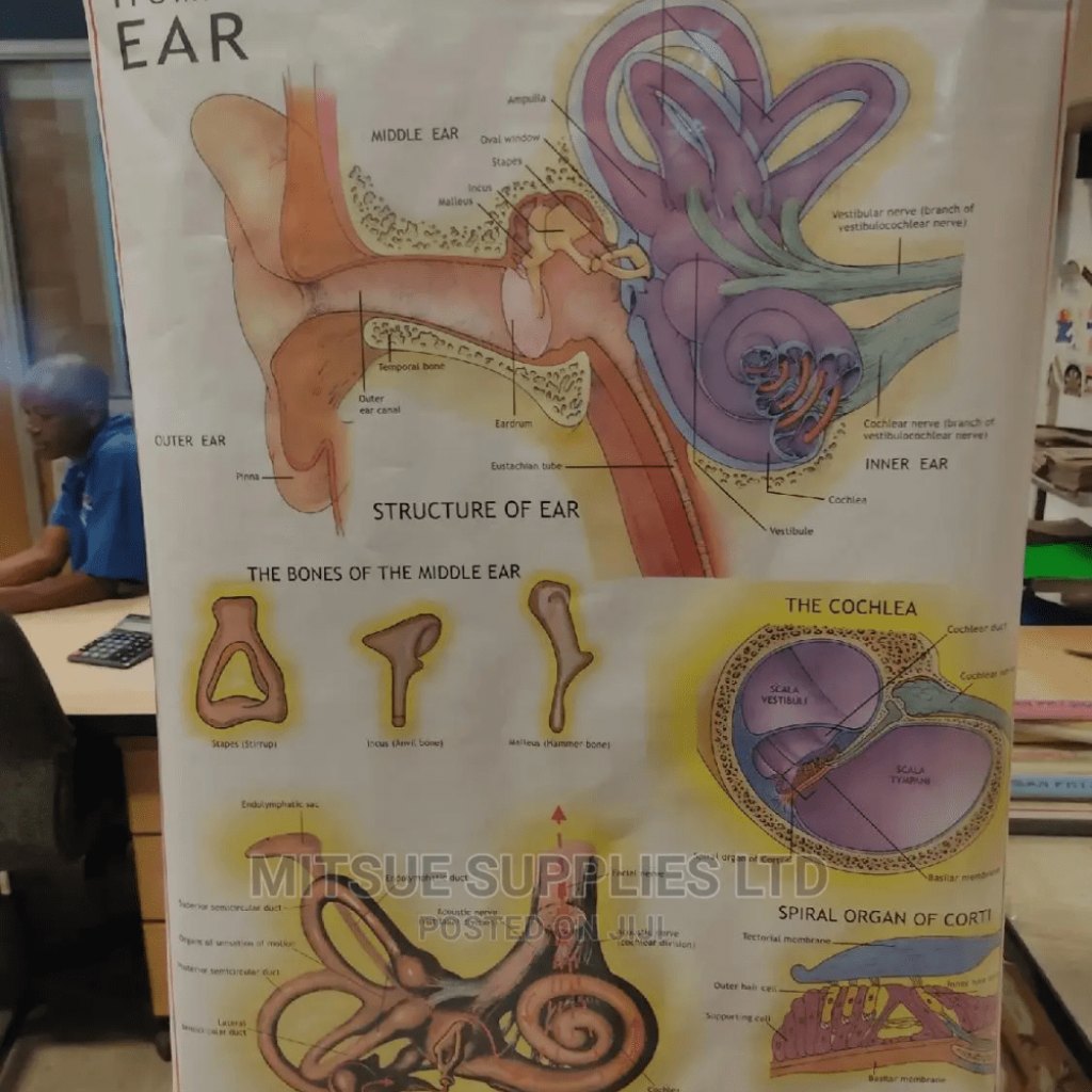 Chart Of Human Physiology- Human Ear ( 43 By 26') - Panda Soko
