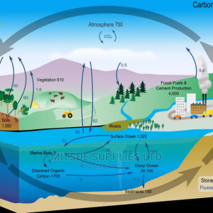 Carbon Cycle Paper Chart- Class Size