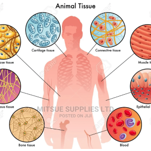 Chart For Animal Tissue