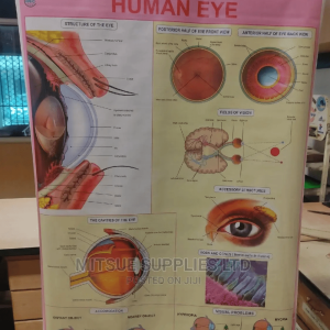Chart of Human Physiology -Human Eye (43 by 28')