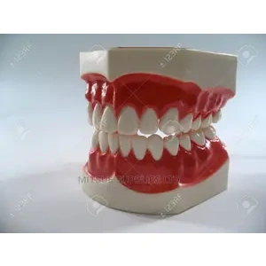 Model Teeth Set ( Incisor, Canine, Pre Molar, Mola) 4X4".