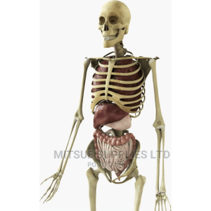 Human Skeleton With Stand Full Size With Organs.