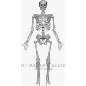 Human Skeleton With Stand Full India Type 1