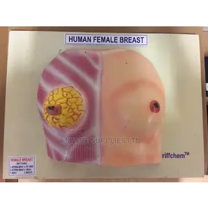 Model Human Female Breast.