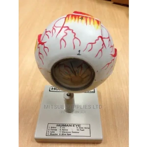 Model Human Eye.