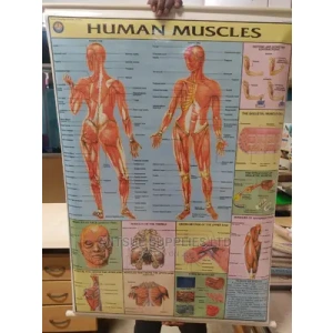 Human Muscle Chart (42 By 28 Inch) Junior Secondary.