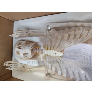 Human Skeleton With Stand Full Size 170cm.