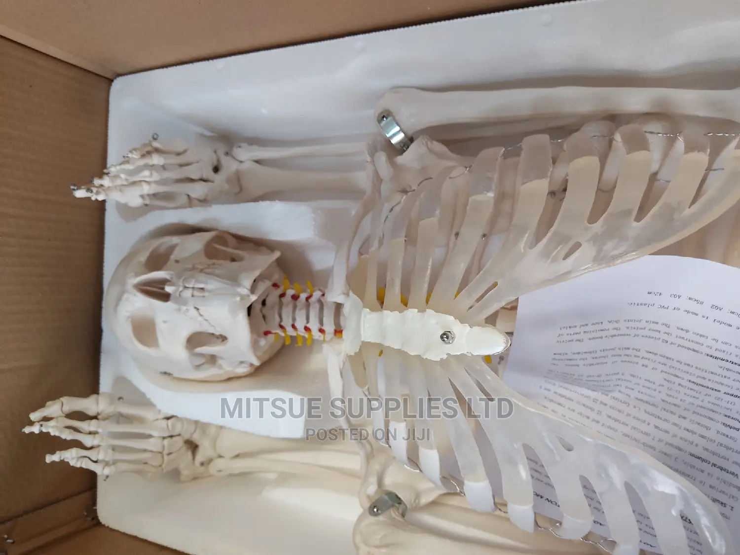 Human Skeleton With Stand Full Size 170cm.